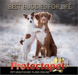 Two dogs hugging each other in the snow advertising Fixed premiums for life on all Protectapet Healthcare Plans.